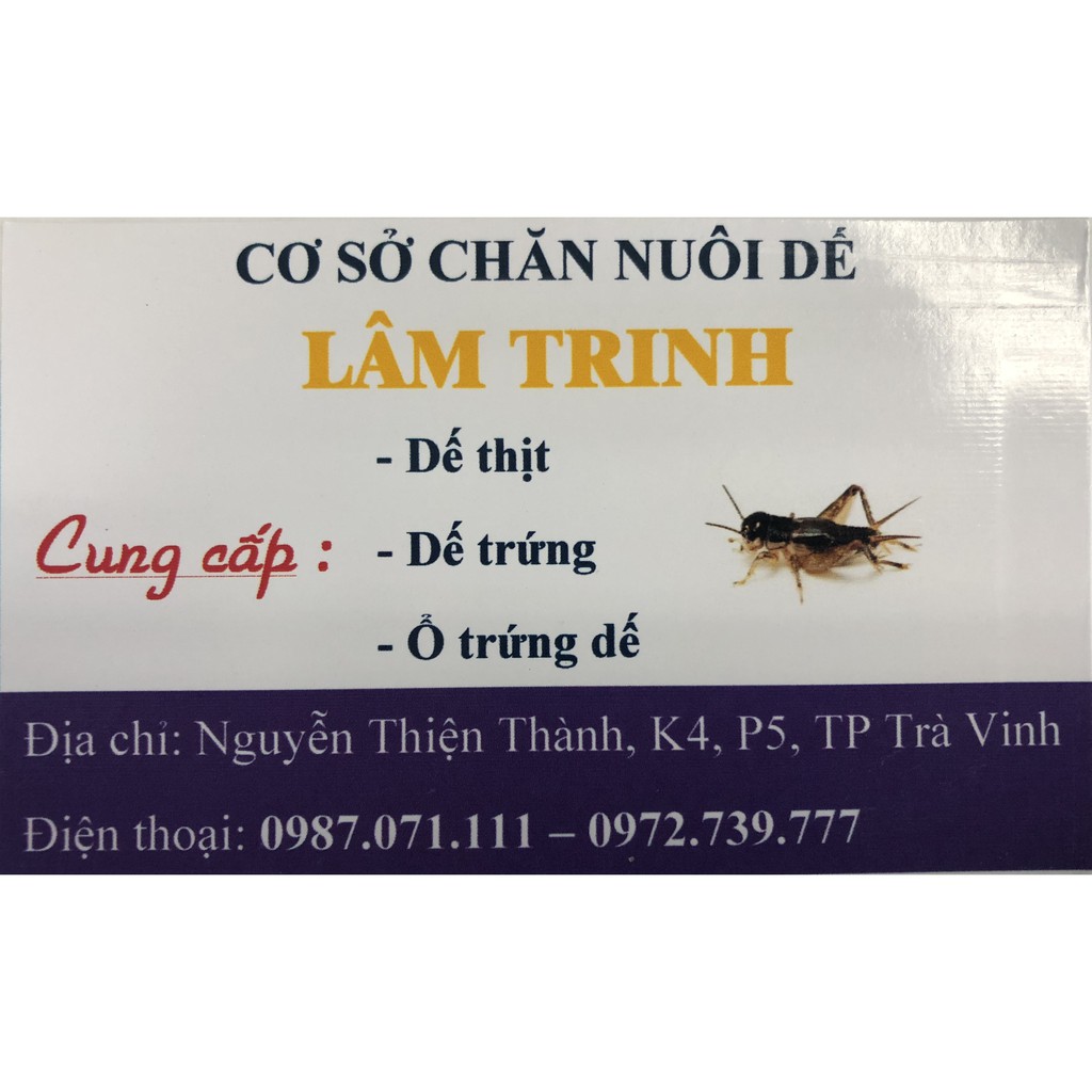 Trứng Dế mèn thái (Cam kết đồng hành cùng người nuôi)