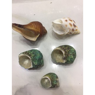 VỎ ỐC TRANG TRÍ CHO PET