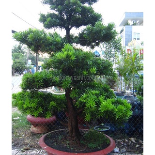 Hat giống cây giống tùng - gói 10 hạt kns2156