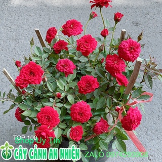 Hoa Hồng Tiểu Mụi Size Lớn