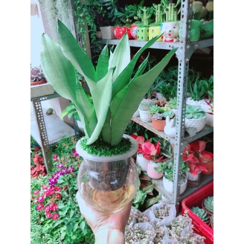 Lưỡi Hổ Bạc thuỷ sinh ( đã bao gồm chậu )