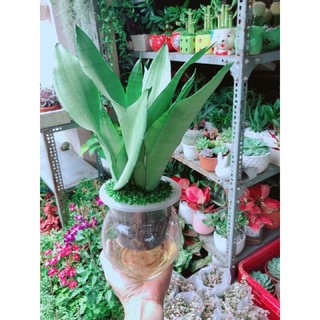 Lưỡi Hổ Bạc thuỷ sinh ( đã bao gồm chậu )