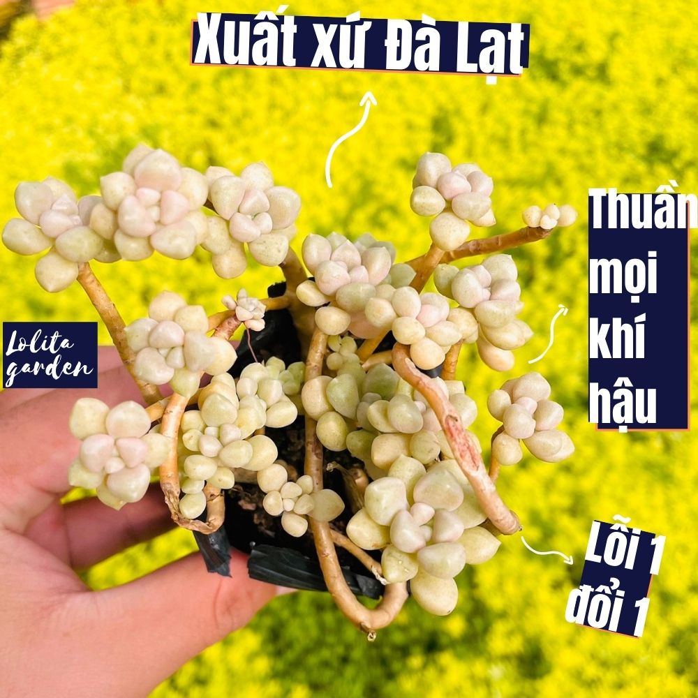 Sen đá kim tuyến cổ thụ Đà Lạt size bé cây cảnh trang trí nhà cửa Lolita garden