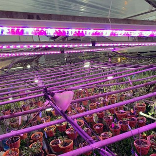 ĐÈN TRỒNG CÂY HOA LAN TRONG NHÀ (GREEN SMART LIGHT) giúp cây phát triển tốt và khỏe