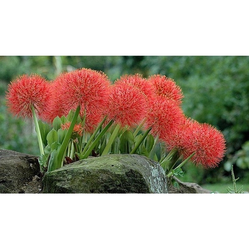 Củ hoa Hồng tú cầu