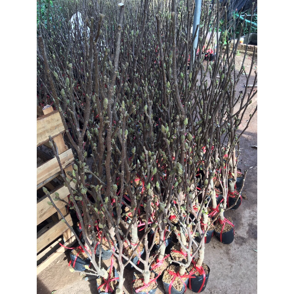 Cây giống mộc lan cho hoa tết - Magnoliaceae