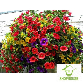 shophouse 100 Hạt giống hoa triệu chuông  SHOP HOUSE  TẾT KHUYẾN MẠI