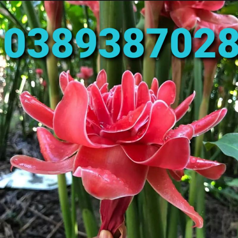 1 củ giống bự sen Đa Lộc