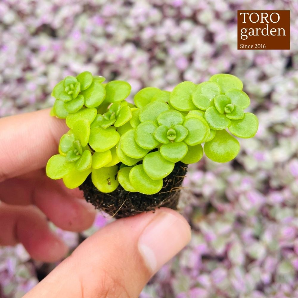 Sen đá sedum vảy cá Đà Lạt size mini cây cảnh trang trí nhà cửa Toro garden