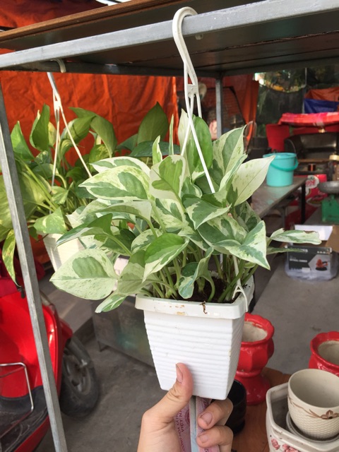 Trầu bà cẩm thạch - trầu bà sữa
