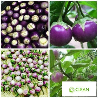 Hạt Giống Cà Pháo Tím 50 HẠT