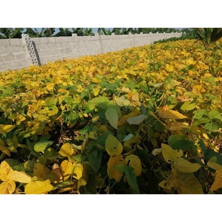 Đậu nành giống cũ thuần chủng