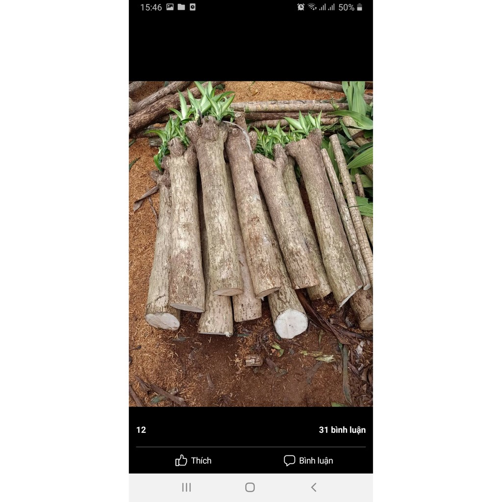 THIẾT MỘC LAN KHÚC 15cm