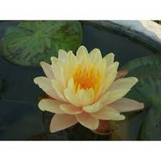 Cây hoa súng thái lan màu vàng cánh sen MangKaLa Ubol - K-01