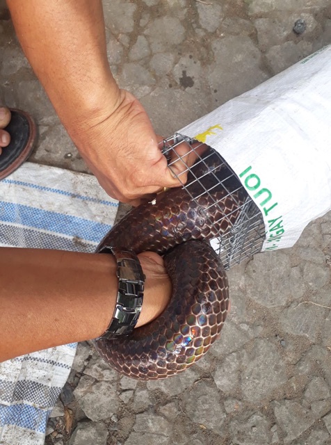 BẪY RẮN THÔNG MINH