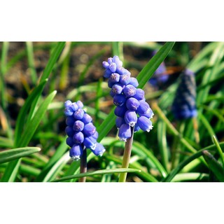 Củ nho lục bình - TẶng thêm gói hạt ngẫu nhiên