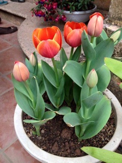Combo 50 củ hoa Tulip đủ các màu
