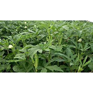 5Gram ~ 80 Hạt Giống Đậu Bắp Xanh Dễ Trồng Bốn Mùa Tươi Non