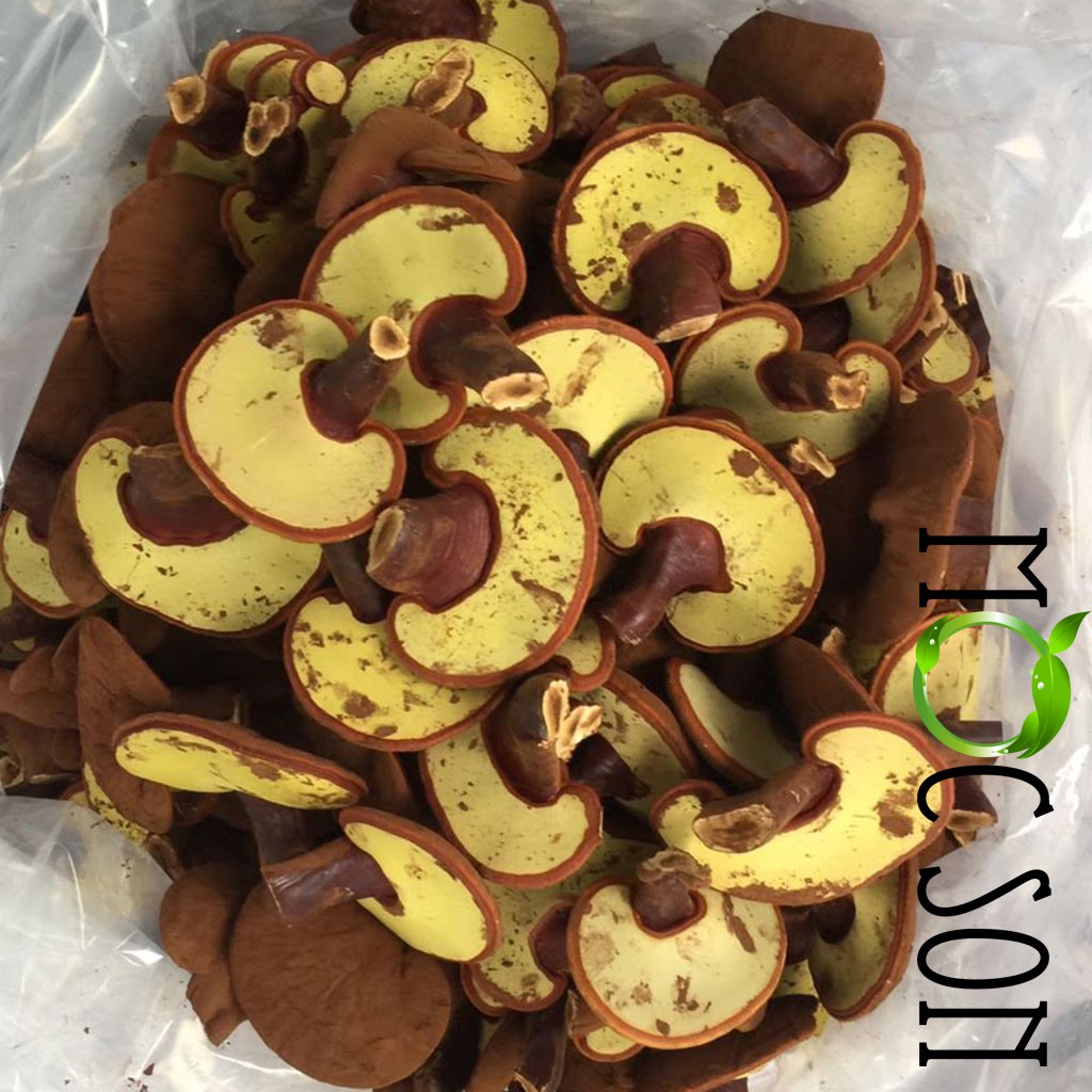 250G NẤM HỒNG CHI THƯỢNG HẠNG MỘC SƠN CÒN NGUYÊN BÀO TỬ