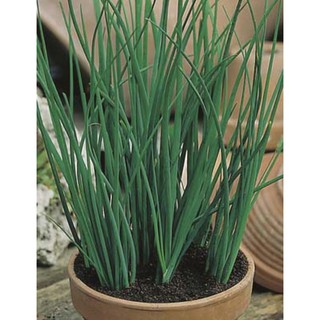 Gói 2 gam hạt giống cây Hẹ Lá