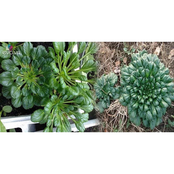 Hạt giống cải hoa hồng Loại F1 siêu dễ trồng chống sâu bệnh tỉ lệ nảy mầm cao