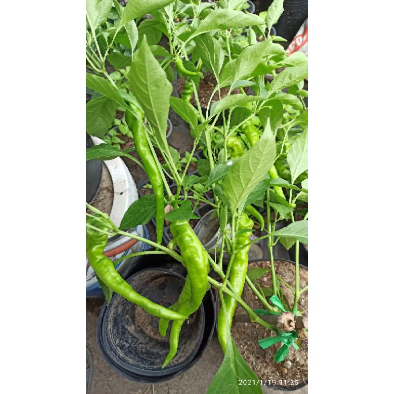Hạt ớt ristra cayenne hybrid
