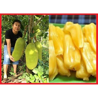 Cây giống mít siêu dài Malaysia