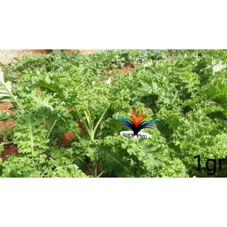 Hạt giống Cải Xoăn Kale Xanh