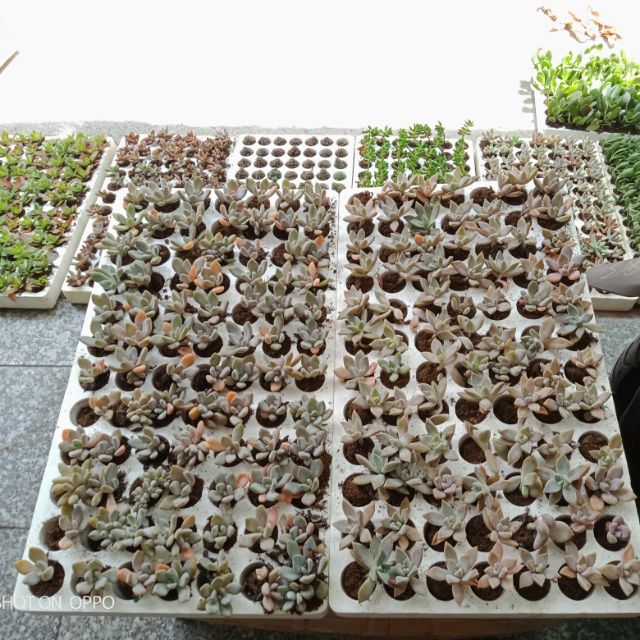 Combo 10 cây Sen đá mix nhiều loại