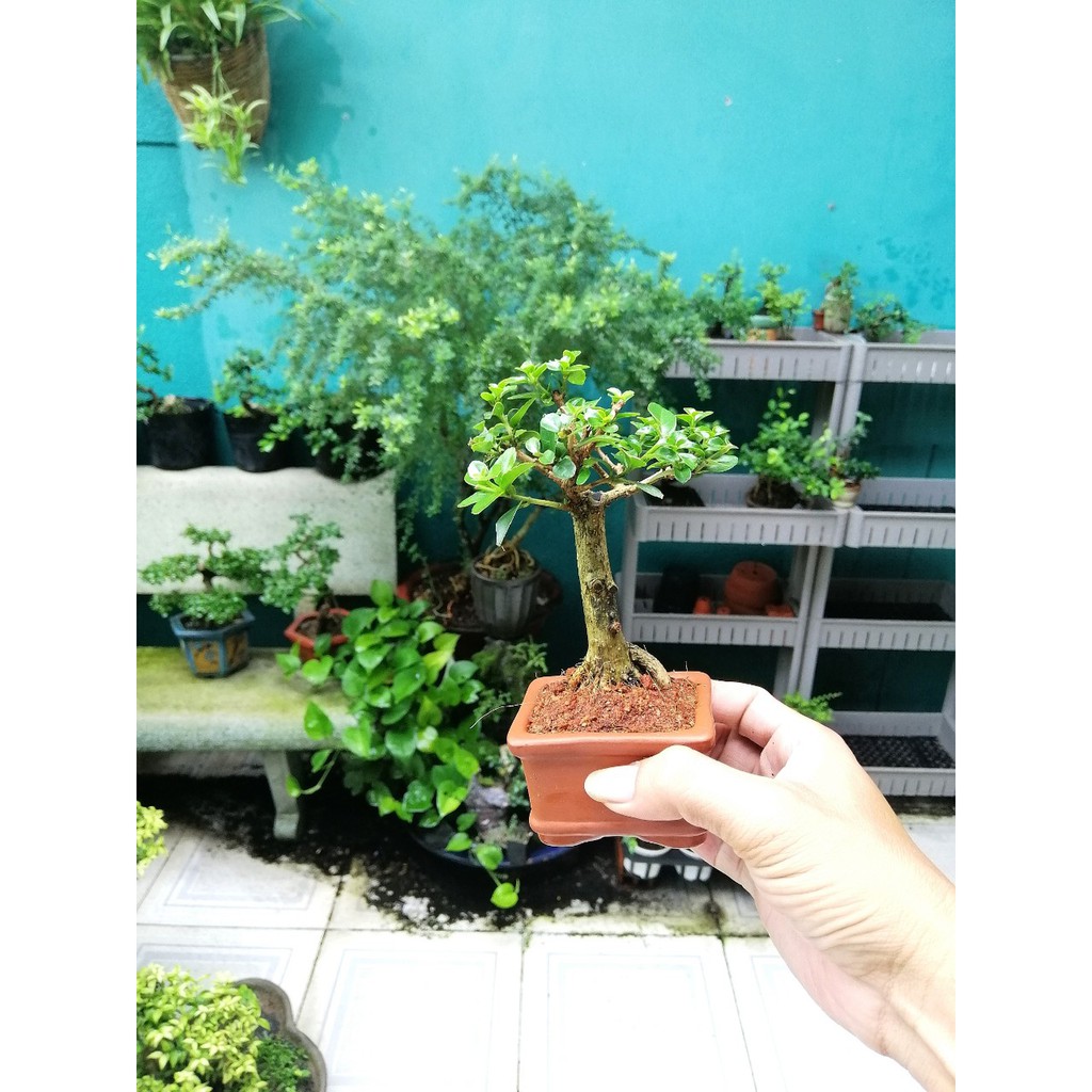 Bonsai mini Sam hương