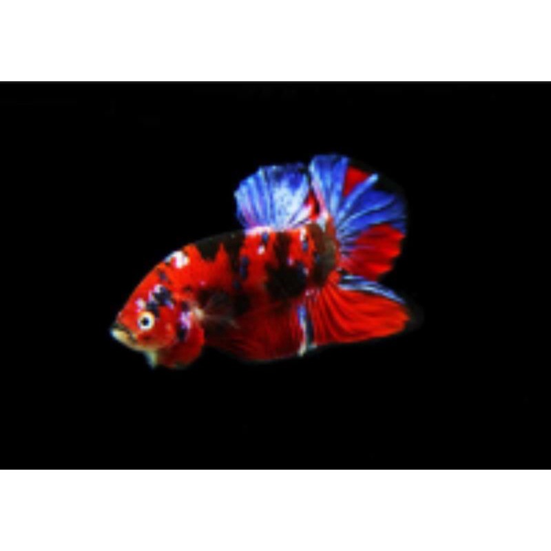 Cá betta KOI GLX Siêu Đẹp size vừa-1Con trống tặng thức ăn