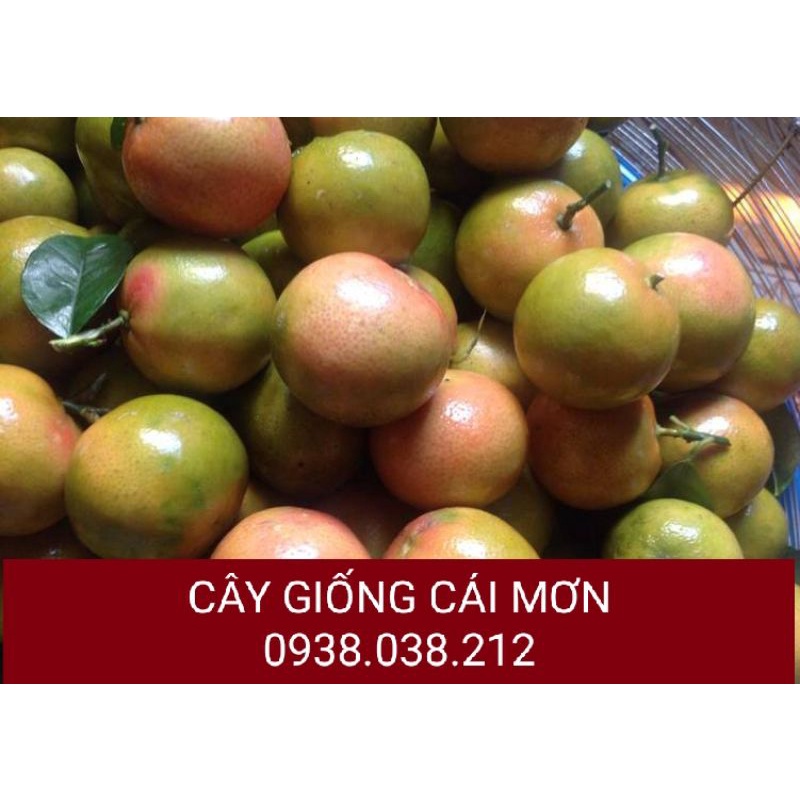 TỔNG HỢP CÂY GIỐNG CHO KHÁCH