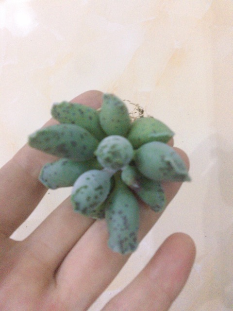 Sen đá Thiên Sơn