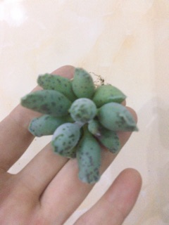 Sen đá Thiên Sơn (hải cẩu)