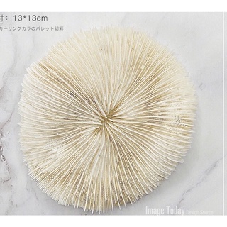 Nails phụ kiện chụp ảnh mẫu