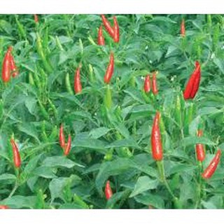Bán Hạt Giống Ớt Chỉ Thiên Thái Lan (0,2 gr) hàng chuẩn