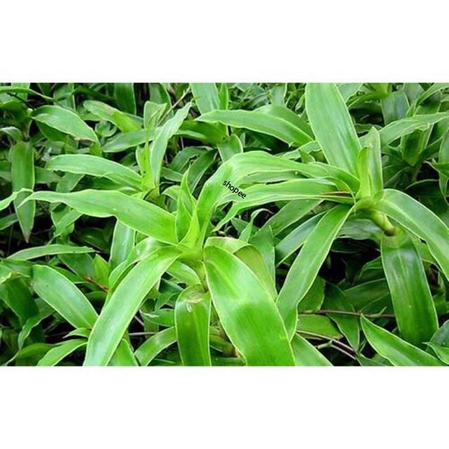 Lá lược ,thân lược vàng làm thuốc 0,5kg