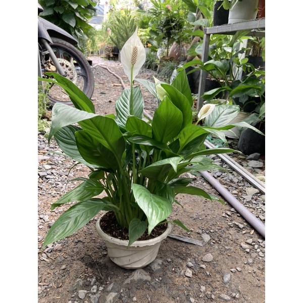 Lan ý thái siêu bông