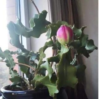 Chậu Nhật Quỳnh Lá Xoắn