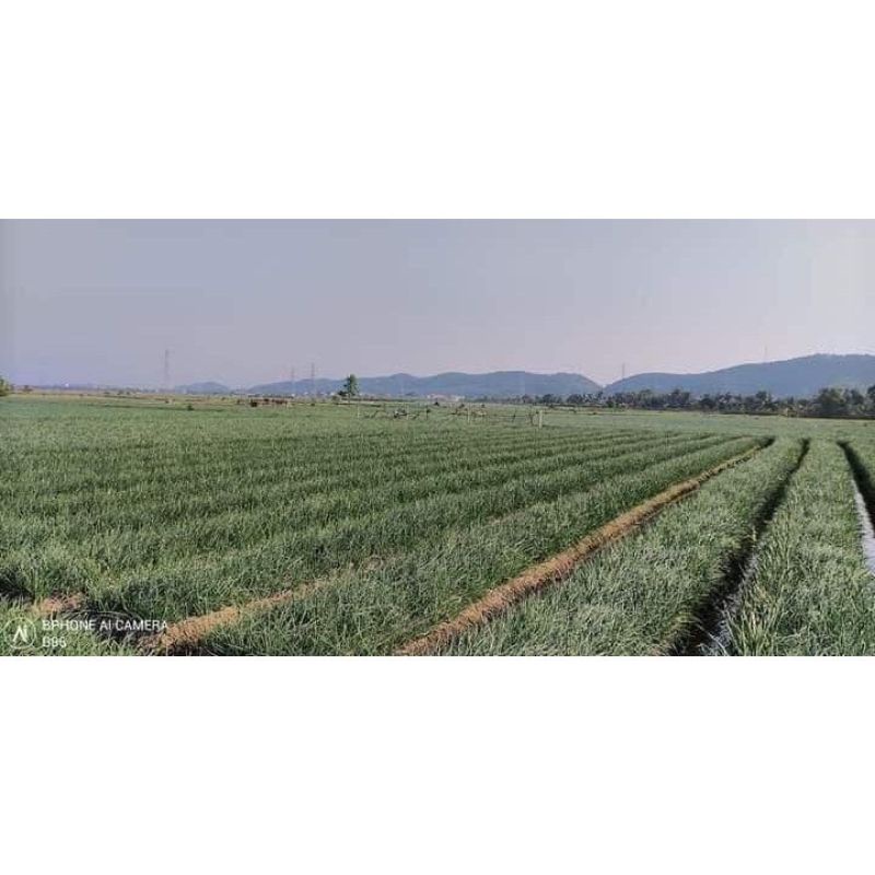 HÀNH TA KHÔ KINH MÔN HẢI DƯƠNG 1KG | BigBuy360 - bigbuy360.vn