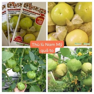 🍋🍋 HẠT GIỐNG THÙ LÙ NAM MỸ QUẢ TO