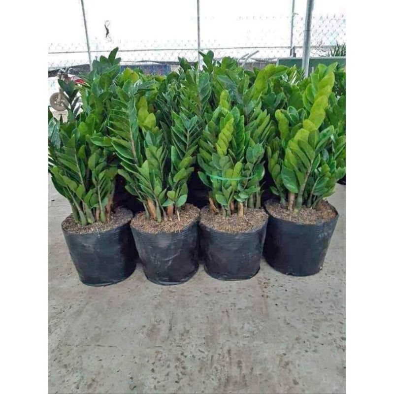 Cây Kim Tiền Size lớn