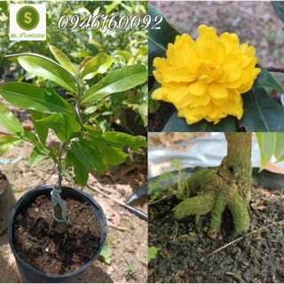 Hoa mai Thọ Hương - cây ghép đã quấn rễ và liền gốc
