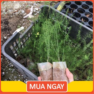 Combo 10 Cây giống măng tây xanh 1 tháng tuổi
