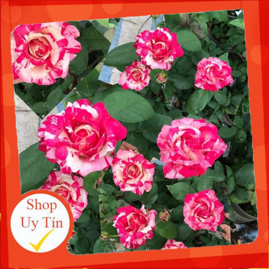 Cây giống hoa hồng 🔸SIÊU ĐẸP🔸 Cây nguyên bản được nhân giống bằng phương pháp giâm cành