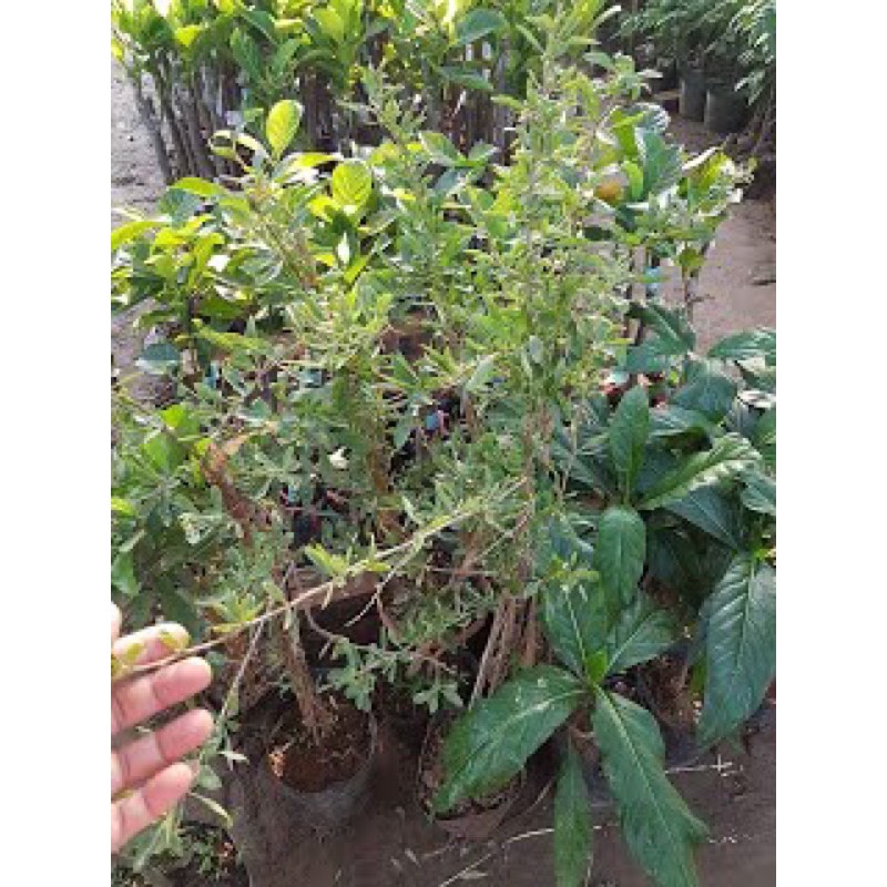 Cây Câu kỷ tử