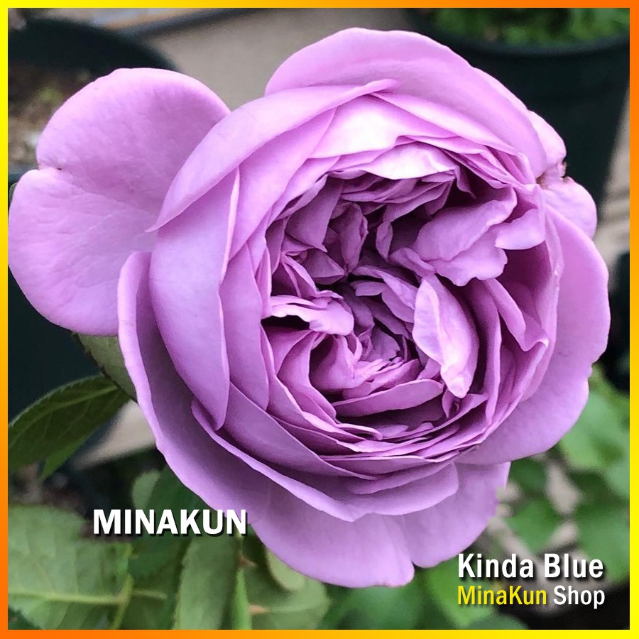 Hoa hồng ngoại tím Kinda Blue Rose - MinaKun Shop