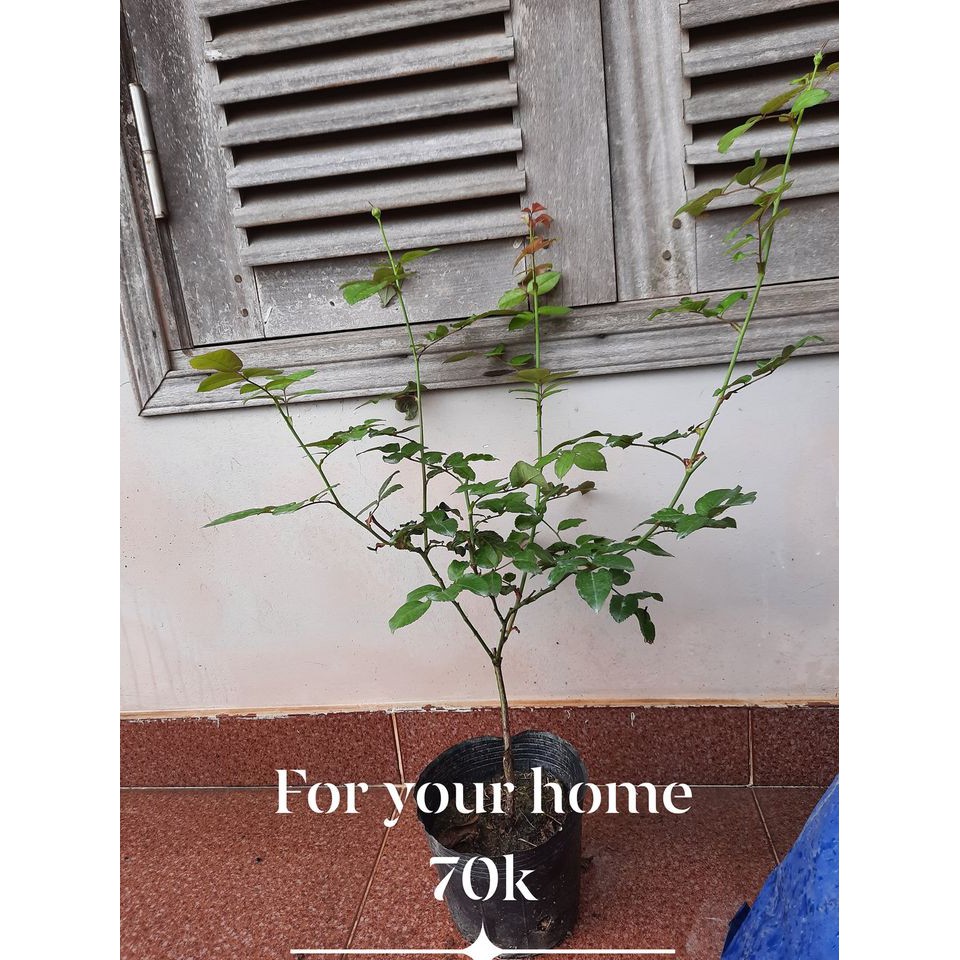 Cây hoa hồng ghép For your home