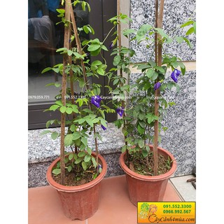 Cây đậu biếc || Combo 1 cây đậu biếc ( có bán lẻ)