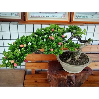 Cây siro Đài Loan tặng 2 cây chè xanh